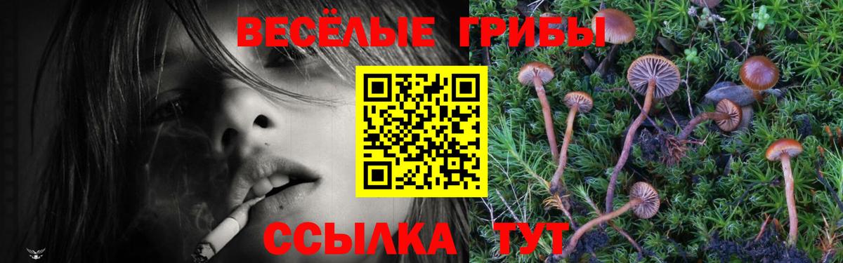 купить  цена  Галлюциногенные грибы GOLDEN TEACHER  Вход с VPN  Псилоцибиновые грибы прущие грибы  Касимов 
